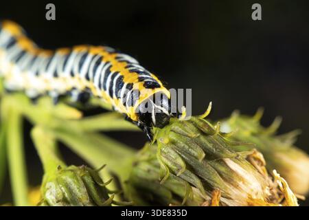 Cucullia lactucae aka Kopfsalat Shark hat schöne Caterpillar Stockfoto