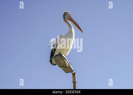 Australischer Pelikan brüllt auf einem Laternenpfosten Stockfoto
