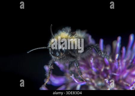 Tier- und Blume beide tragen Waffen, scharfe Nadeln und Stinger Stockfoto