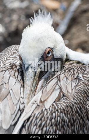 Brauner Pelikan, Pelecanus occidentalis Urinator, ruhend, schlafend, Insel San Cristóbal, Galápagos-Inseln, Ecuador Stockfoto
