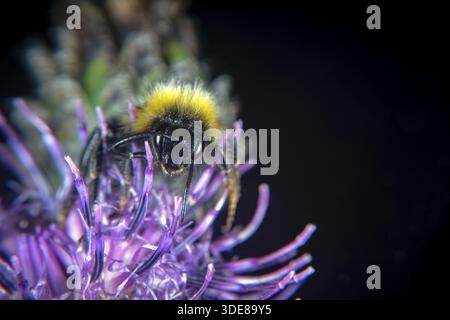 Tier- und Blume beide tragen Waffen, scharfe Nadeln und Stinger Stockfoto