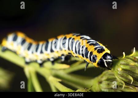 Cucullia lactucae aka Kopfsalat Shark hat schöne Caterpillar Stockfoto