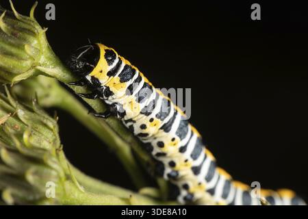 Cucullia lactucae aka Kopfsalat Shark hat schöne Caterpillar Stockfoto