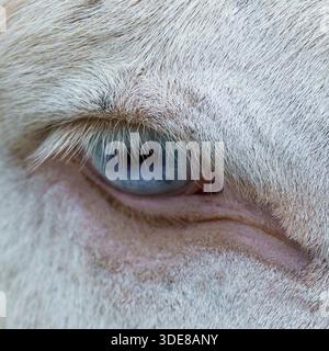 Atemberaubende Nahaufnahme des vom Aussterben bedrohten Barock-Esels [Equus asinus asinus] mit markantem blassblauem Auge mit weißen Wimpern und cremefarbenem Fell Stockfoto