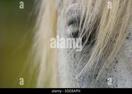 Intimes Makrodetail des schönen Lipizzanerpferdes [Equus ferus caballus] Auges mit zarten Wimpern und grauer Fellstruktur, die sanfte Seele und Fell einfangen Stockfoto