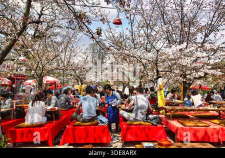 Kyoto, Japan, 09/04/2016 Beschreibung: Hanami-Freiluftparty im Yasaka-jinja-Schrein in Kyoto. Stockfoto