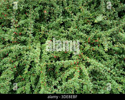 Cotoneaster mit vielen roten Beeren und glänzend grünen Blättern. Nahaufnahme.Kopierbereich. Stockfoto