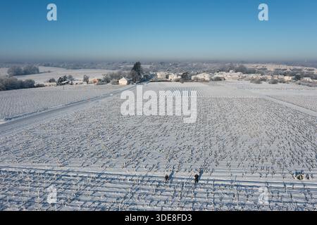 Saint Fiacre, Frankreich. Januar 2026. © PHOTOPQR/OUEST FRANCE/Franck Dubray ; Saint-Fiacre ; 06/01/2026 ; La Loire-Atantique a été placée en Vigilance orange par météo France comme 23 Départements en France pour des chutes de neige et verglas sur les Routes. La neige dans le vignoble nantais avec les vignes gelées à Saint-Fiacre (Foto Franck Dubray) Schneefälle in Frankreich, am 6. januar 2026 *** Lokaler Bildtitel *** Credit: MAXPPP/Alamy Live News Stockfoto