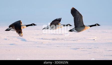 Drei Kanadänse (Branta canadensis) fliegen tief über eine gefrorene Schneelandschaft in Warwickshire Stockfoto