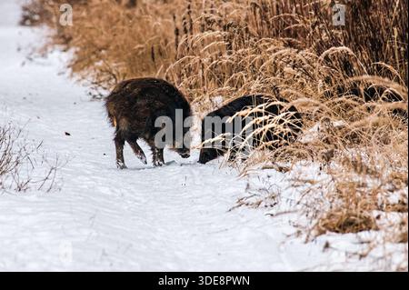 Zwei Wildschweine suchen im Wald nach Nahrung Stockfoto