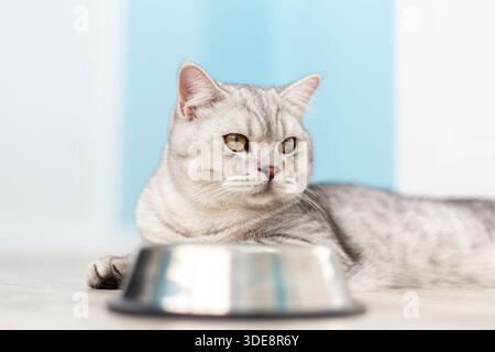 Kleines graues, gestreiftes britisches Kätzchen isst Nassfutter auf weißem hölzernem Hintergrund. Niedliches reinrassiges Kätzchen in der Küche mit metallschüssel Stockfoto