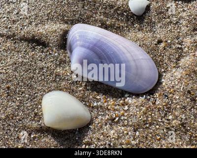 Zwei Muscheln ruhen auf glitzerndem Sand unter der Sonne Stockfoto