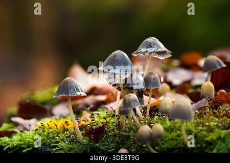 Auf einer moosigen Oberfläche wächst eine Ansammlung von Mycena-Pilzen, deren Kappen vor Feuchtigkeit glitzern und die Schönheit der kleinen Wunder der Natur demonstrieren. Stockfoto