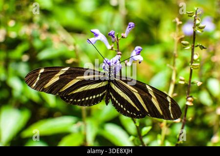 Ein Zebrafalter (Heliconius charithonia) sitzt auf der purpurnen Blüte einer Pflanze. Stockfoto