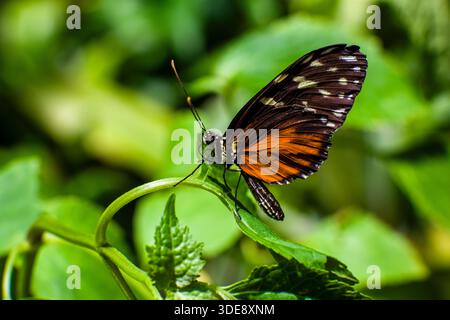 Ein Passionsblumenschmetterling (Heliconiinae) sitzt auf den grünen Blättern einer Pflanze. Stockfoto