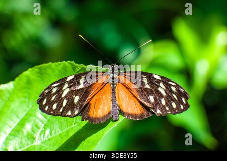 Ein Passionsblumenfalter Heliconiinae sitzt auf den grünen Blättern einer Pflanze. Leipzig Sachsen Deutschland FB 2025 0538 Stockfoto