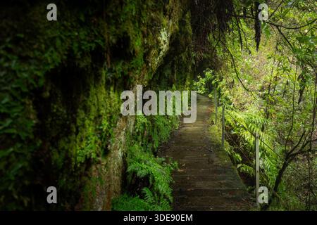 Moody Green Walking Trail entlang einer Levada, die in eine moosbewachsene Felsmauer geschnitten ist, im üppigen Lorbeerwald der Insel Madeira, Portugal. Perfekter Hintergrund Stockfoto
