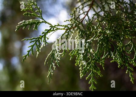 Sanftes Naturglühen, sanfte Beleuchtung über Grün, friedliche Landschaft sanft beleuchtet mit zartem Fokus und üppiger Flora Stockfoto