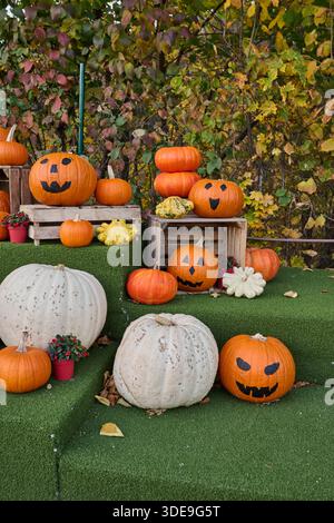 Eine festliche Herbstszene mit verschiedenen Kürbissen, einschließlich geschnitzter Windlichtern, die auf grünem Gras mit farbenfrohem Laub im Hintergrund angeordnet sind Stockfoto