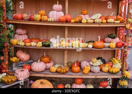 Ein Holzregal mit verschiedenen Kürbissen in verschiedenen Formen, Größen und Farben, die eine lebhafte Herbstpräsentation zeigen Stockfoto