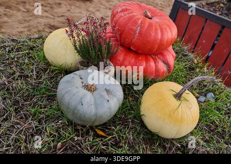 Eine Sammlung von Kürbissen in verschiedenen Farben, darunter Orange, Grau, Gelb und weiß, auf Gras mit einer kleinen Pflanze in einem Topf angeordnet Stockfoto