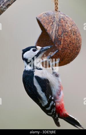 Weibchen Buntspecht, Dendrocopos major, weibliche Buntspecht Stockfoto