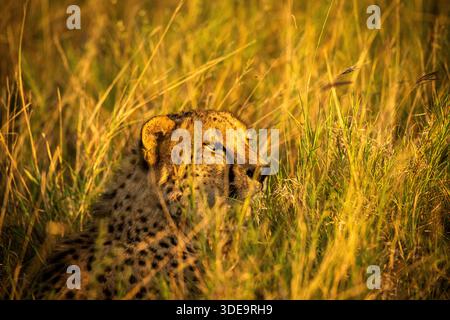 Dieser Gepard versteckt sich im hohen Gras und sieht in der Ferne einen Impala an. Er wird den Impala verfolgen und nah genug sein, um seine Beute zu fangen. Stockfoto