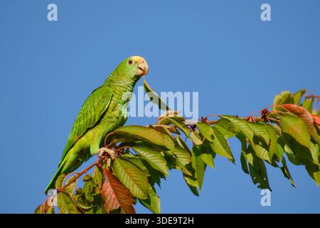 Gelbköpfiger amazonas-Papagei, der auf Blattzweig vor klarem blauen Himmel thront und Blatt im Schnabel hält Stockfoto