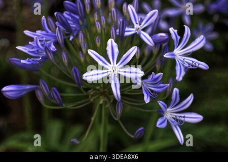 Agapanthus-Blüten, auch bekannt als Afrikanische Lilie oder Nil, mit leuchtenden violetten Blüten und markanten weißen Streifen - zeigen offene Blüten und geschlossene Knospen Stockfoto