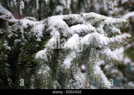 Ruhige Winterlandschaft mit schneebedeckten immergrünen Zweigen, die sanft glitzern. Stockfoto
