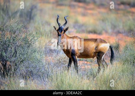 Rotes Hartebeest (Alcelaphus buselaphus caama) im Kgalagadi Transfrontier Park, Südafrika. Stockfoto