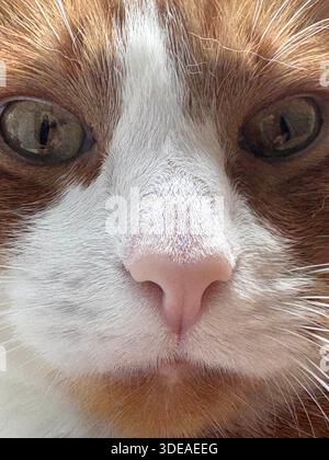 Orange und weiße Katze, die auf einer strukturierten Oberfläche sitzt und ruhig in die Kamera blickt Stockfoto