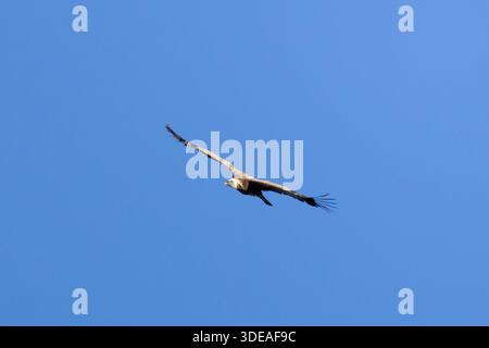 Ein Gänsegeier (Gyps fulvus), der hoch über Limassol, Zypern, in den Himmel schwingt und seine beeindruckende Flügelspanne und seinen mühelosen Flug als einer der beiden zeigt Stockfoto