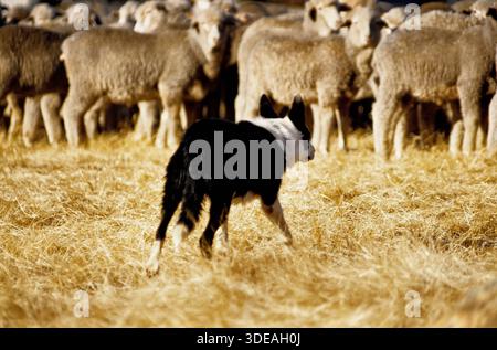 Working Sheep Dog, Australien Stockfoto