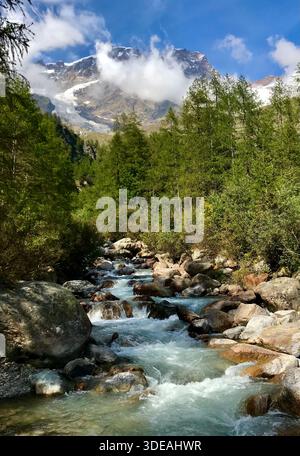 Türkisfarbener Gebirgsbach, der durch Alpenfelsen und Tannen mit majestätischen Gipfeln in den italienischen Alpen bei Alagna Valsesia fließt Stockfoto