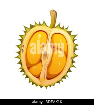 Die tropische, reife Hälfte der Dura-Früchte. Isolierter Vektor, stachelige grüne Schale geöffnet, um weiches gelbes Fruchtfleisch im Inneren freizulegen. Exotische Früchte mit starkem Aroma und cremiger Textur, natürliche essbare Pflanze Stock Vektor