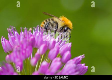 Seitliche Nahaufnahme einer gewöhnlichen Karderbiene auf violetter Blüte einer Kugelkopfzwiebeln mit verschwommenem grünem Hintergrund Stockfoto