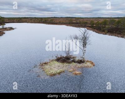 Drohnenblick auf eine kleine einsame Insel mit einer Birke auf einem gefrorenen Moorsee in der estnischen Winterlandschaft. Stockfoto