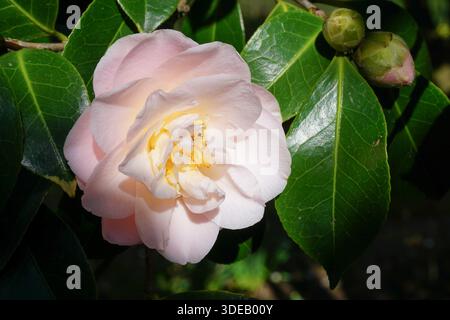 Schöne blassrosa Kamelienblume auf immergrünem Sträucher. Frühlingsblüte im Garten. blumenhintergrund Stockfoto