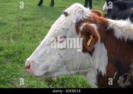 Rinderkopf auf Graswiese. Nahaufnahme des Nutztieres. Kuh auf dem Land Stockfoto