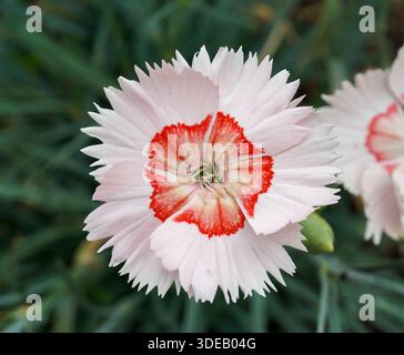 Hübsche kleine Gartenblumen in Blüte. Hintergrund mit Blumenmotiv im Sommer Stockfoto