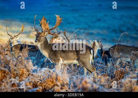 Damhirsch (Dama dama) mit großen Palmatgeweihen in Richmond Park, Richmond upon Thames, Greater London, England, im Winter an einem frostigen Morgen Stockfoto