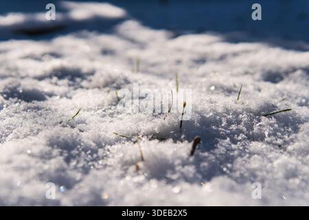 Nur wenige Grasblätter, die über der Schneedecke wachsen Stockfoto
