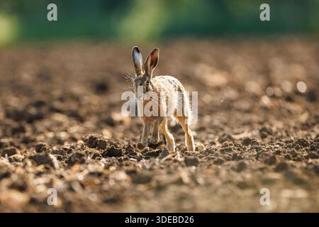 Hare in der cotswold Landschaft Stockfoto