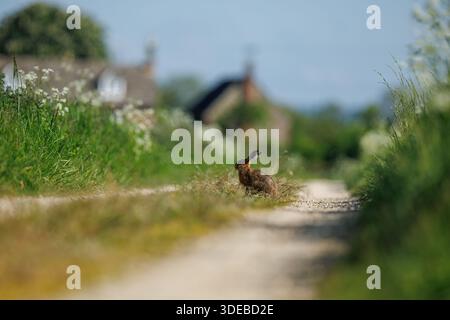 Hare in der cotswold Landschaft Stockfoto