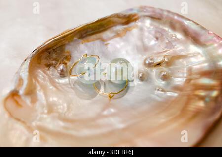 Zwei durchscheinende, irisierende Glaskugel-Ohrringe mit dünnen Golddrähten, die sich in einer schimmernden Muschel befinden Stockfoto