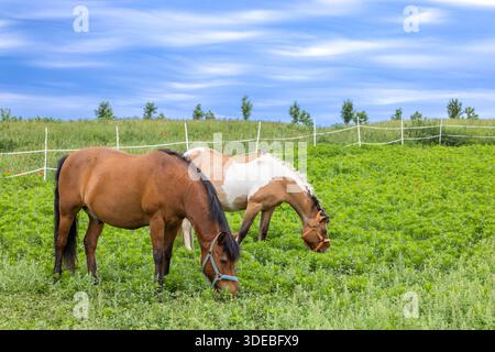 Zwei Pferde weiden frisches grünes Gras auf einem Bauernhof unter blauem Himmel Stockfoto