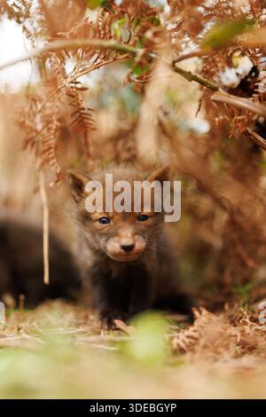 Fox-Jungen erkunden die große neue Welt Stockfoto