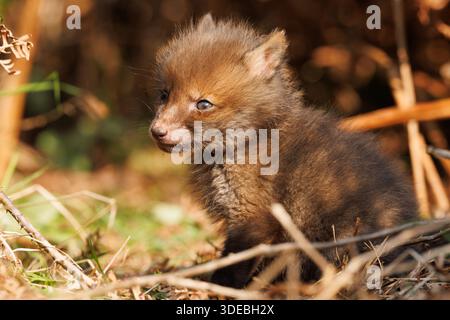 Fox-Jungen erkunden die große neue Welt Stockfoto