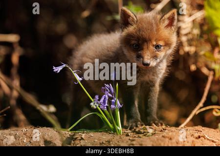Fox-Jungen erkunden die große neue Welt Stockfoto